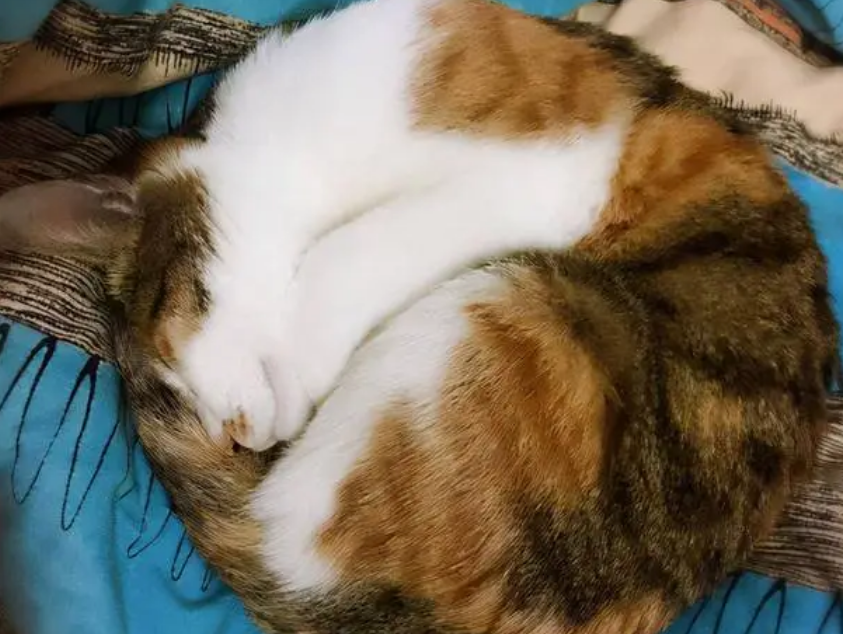 猫咪为什么趴在肚子里睡觉