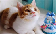 邻居猫咪老是叫为什么呢