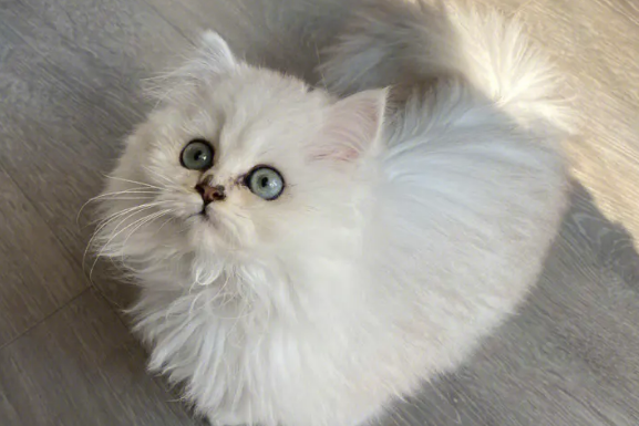 金吉拉猫发情有什么表现?具体表现有? 金吉拉猫发情有什么表现?具体表现有?