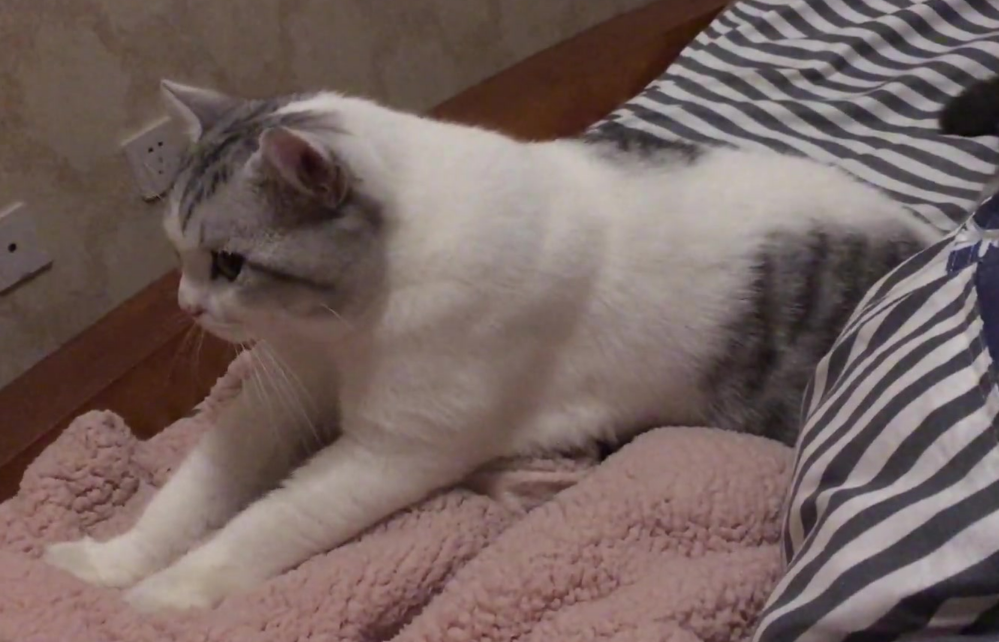 猫咪最近为什么频繁踩奶呢