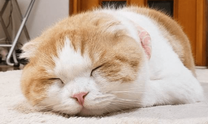 猫咪为什么总是睡眠