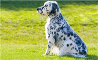 怎么训练英格兰雪达犬坐?训练它需要下面这些方法。