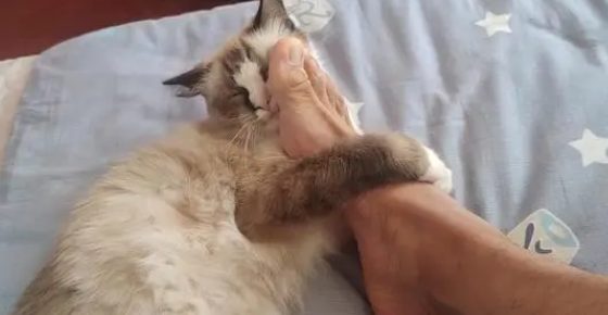 猫咪半夜扑脚的原因
