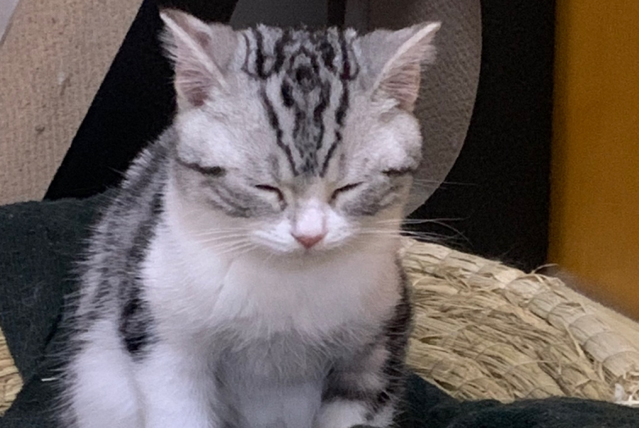 猫咪喜欢坐着睡觉吗为什么呢