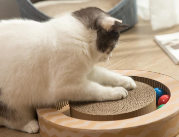 猫一直想抓东西怎么回事 猫一直想抓东西怎么回事