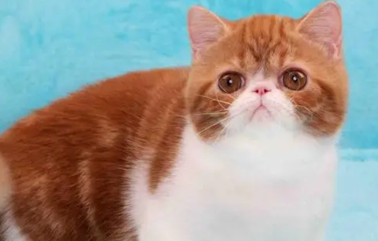 异国短毛猫不能吃什么？看你有没有喂食错误。