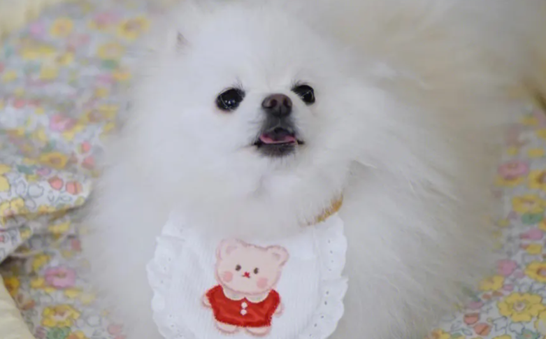 博美换毛期要注意什么 博美换毛期要注意什么
