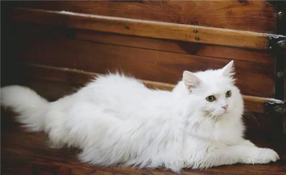 猫咪发烧为什么不能喝水了