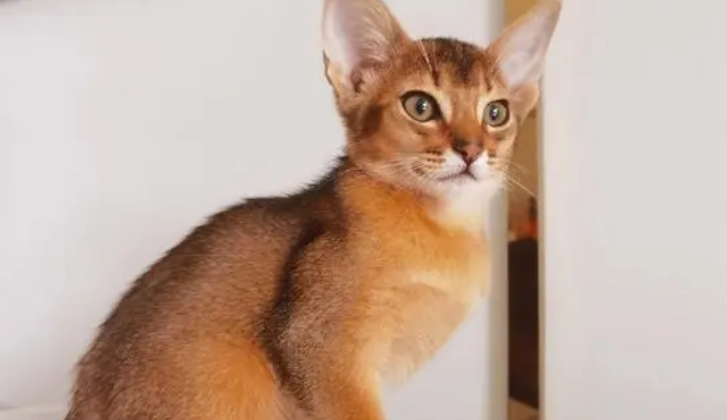 阿比西尼亚猫粘人吗？粘人程度如何？
