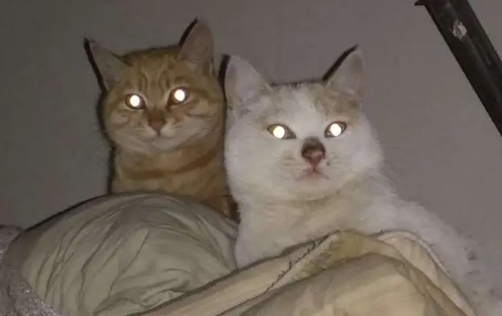 猫的眼睛到了晚上为什么会发光呢 猫的眼睛到了晚上为什么会发光呢