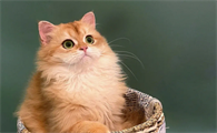猫咪为什么朝着太阳睡