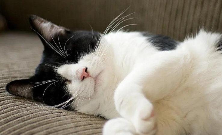 南通哪里有猫舍 南通哪里有猫舍