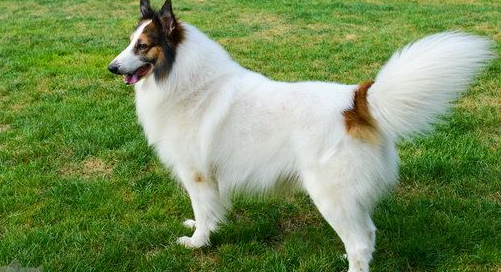 苏格兰牧羊犬怎么训练随行？不知道的来看看
