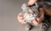 猫咪和小鸡可以一起养吗