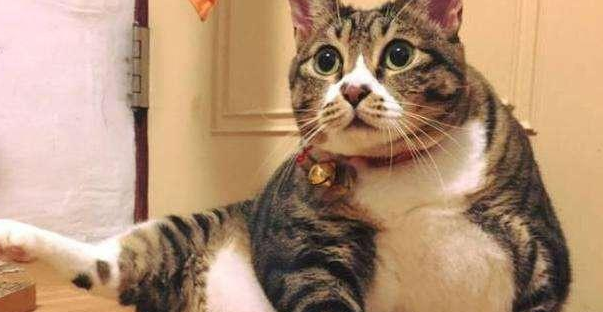 猫咪冬天不长肉吗为什么呢