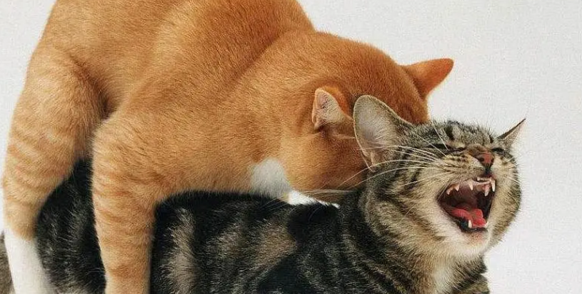 猫咪配种会骨折吗 猫咪配种会骨折吗