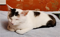 养土猫后有多后悔
