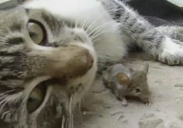 宠物猫为什么不吃老鼠 宠物猫为什么不吃老鼠