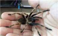 新手养宠物蜘蛛推荐什么