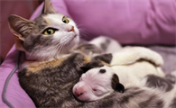 配猫成功之后公猫还会配吗
