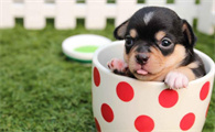 茶杯狗狗为什么不能养了