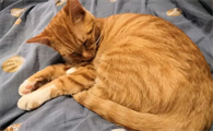 猫咪身上为什么臭臭的