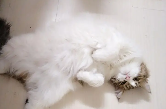 猫咪的毛为什么会张开呢