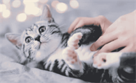 家人不让养猫我快疯了