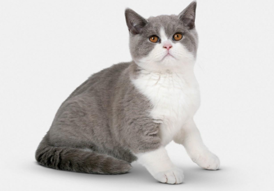 英国短毛猫的视频 英国短毛猫的视频
