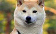 秋田犬耳朵里有粘稠状是怎么回事？想知道的来看看！