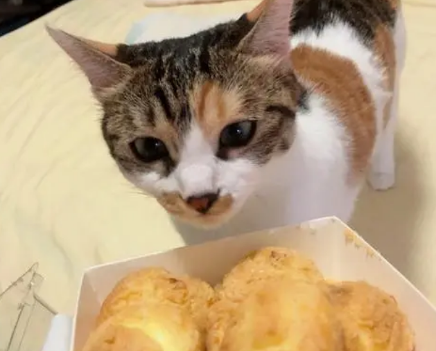 猫咪泡芙不能吃的原因是什么