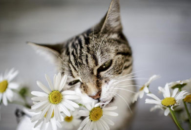 猫咪可以闻小雏菊吗