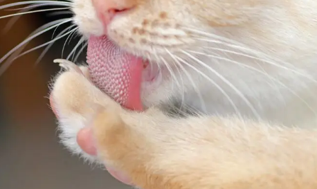 猫的舌头上为什么会有小刺 猫的舌头上为什么会有小刺