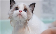 怎么给宠物猫洗澡