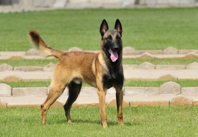 马犬危险性大吗？适合家养吗？
