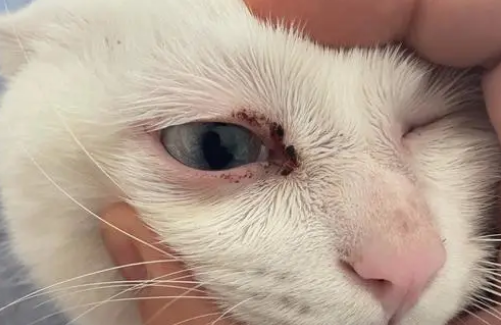 猫咪眼角为什么会肿起来