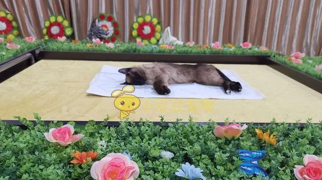北京宠物殡葬价格