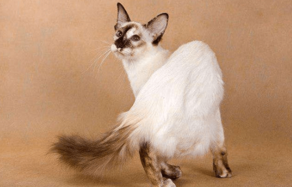 带你了解一下，伯曼猫脑炎怎么治疗？