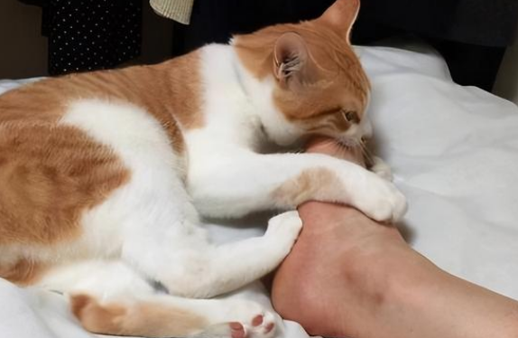 猫咪吃臭脚的原因是