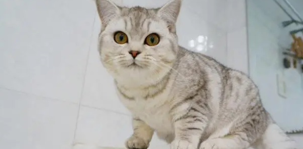 初三学生适合养猫吗