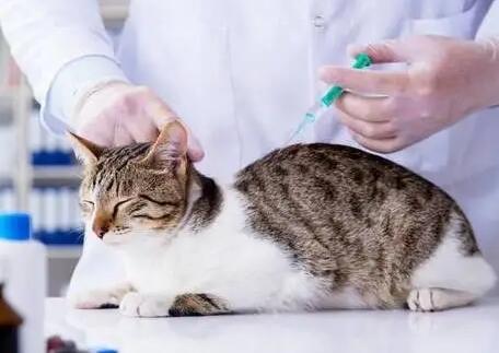 猫三联间隔超过30天了 猫三联间隔超过30天了