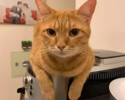 橘猫把你当主人的表现?它会有什么行为? 橘猫把你当主人的表现?它会有什么行为?