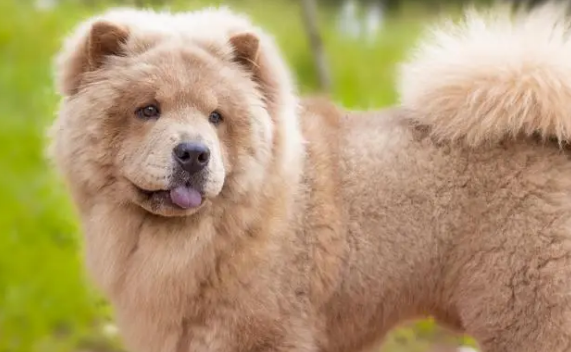 松狮犬的缺点是什么?包括这几点 松狮犬的缺点是什么?包括这几点