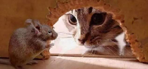 猫可以吃老鼠肉吗 猫可以吃老鼠肉吗