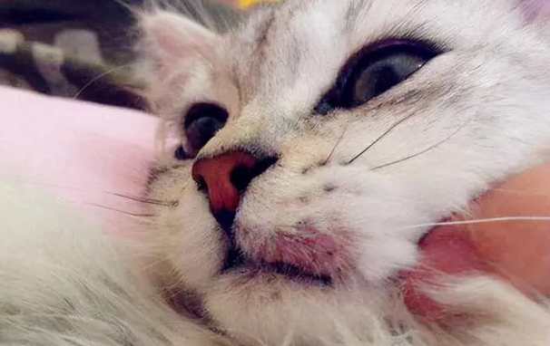 猫咪为什么患口腔炎呢