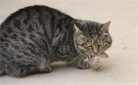 宠物猫能抓老鼠不