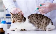 猫三联一定要21天打一次吗