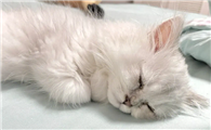 猫咪喜欢抱着主人睡觉的原因