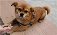 中华田园犬咬人征兆是什么？这些情况要注意