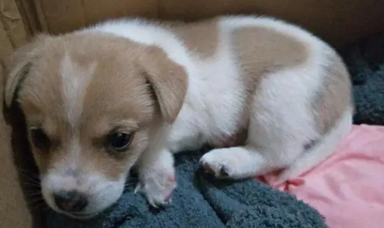 串串狗能训练听话吗?怎么让它听话呢? 串串狗能训练听话吗?怎么让它听话呢?